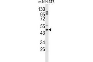 Western Blotting (WB) image for anti-Golgin, RAB6-Interacting (GORAB) antibody (ABIN3004090) (GORAB anticorps)