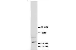 Western blot analysis of rat brain tissue lysis using NGFbeta antibody (Nerve Growth Factor anticorps  (N-Term))