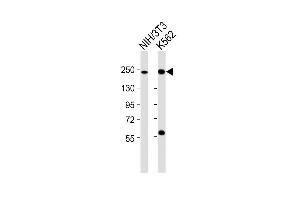 All lanes : Anti-Smarca4 Antibody (C-term) at 1:2000 dilution Lane 1: NIH/3T3 whole cell lysates Lane 2: K562 whole cell lysates Lysates/proteins at 20 μg per lane. (SMARCA4 anticorps  (C-Term))