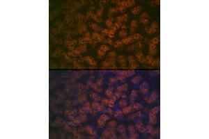 Immunofluorescence analysis of Huamn liver cells using FMO3 antibody (ABIN7267216) at dilution of 1:100.