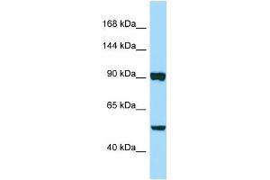 Western Blotting (WB) image for anti-Papilin, Proteoglycan-Like Sulfated Glycoprotein (PAPLN) (C-Term) antibody (ABIN2790490) (PAPLN anticorps  (C-Term))