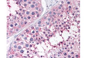 Anti-PTGES antibody IHC of human testis.