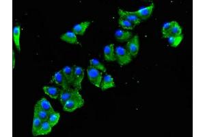 Immunofluorescent analysis of HepG2 cells using ABIN7152346 at dilution of 1:100 and Alexa Fluor 488-congugated AffiniPure Goat Anti-Rabbit IgG(H+L) (SULF2 anticorps  (AA 463-660))