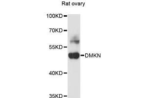 Western blot analysis of extracts of rat ovary, using DMKN antibody (ABIN6290315) at 1:3000 dilution. (Dermokine anticorps)