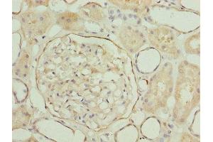 Immunohistochemistry of paraffin-embedded human kidney tissue using ABIN7158086 at dilution of 1:100 (LRRN2 anticorps  (AA 201-500))