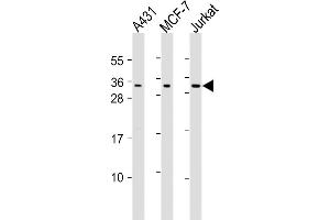 All lanes : Anti-CASP14 Antibody (N-Term) at 1:2000 dilution Lane 1: A431 whole cell lysates Lane 2: MCF-7 whole cell lysates Lane 3: Jurkat whole cell lysates Lysates/proteins at 20 μg per lane. (CASP14 anticorps  (AA 59-93))