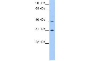 EIF3H antibody used at 0. (EIF3H anticorps  (C-Term))