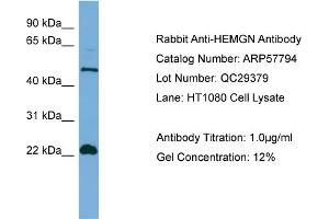 WB Suggested Anti-HEMGN  Antibody Titration: 0. (HEMGN anticorps  (N-Term))