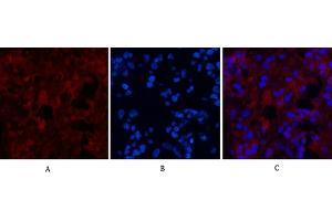 Immunofluorescence analysis of human appendix tissue. (MICU1 anticorps)