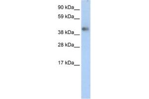 Western Blotting (WB) image for anti-Zinc Finger Protein 620 (ZNF620) antibody (ABIN2460288) (ZNF620 anticorps)