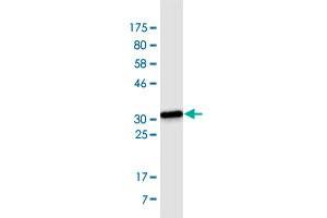 Western Blot detection against Immunogen (34.