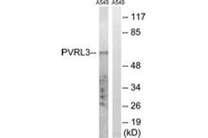 Western blot analysis of extracts from A549 cells, using PVRL3 Antibody. (nectin-3 anticorps  (AA 184-233))