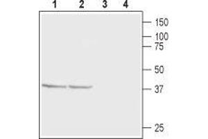 Western blot analysis of rat (lanes 1 and 3) and mouse (lanes 2 and 4) brain membranes: - 1,2.
