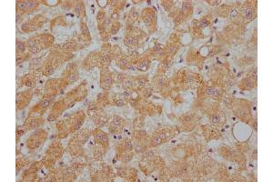 IHC image of ABIN7144415 diluted at 1:200 and staining in paraffin-embedded human liver tissue performed on a Leica BondTM system. (APOC1 anticorps  (AA 35-48))