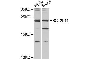 Western blot analysis of extracts of various cell lines, using BCL2L11 antibody (ABIN5970120) at 1/1000 dilution. (BIM anticorps)