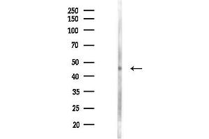 anti-ARP3 Actin-Related Protein 3 (ACTR3) (C-Term) antibody