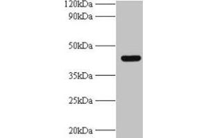 Western blot All lanes: UBE2Q2 antibody at 2 μg/mL + A431 whole cell lysate Secondary Goat polyclonal to rabbit IgG at 1/10000 dilution Predicted band size: 43, 37, 41, 39 kDa Observed band size: 43 kDa (UBE2Q2 anticorps  (AA 1-375))