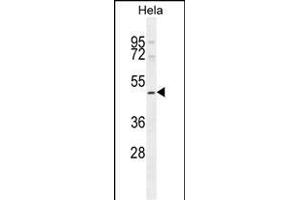 SMYD1 Antibody (C-term) (ABIN654906 and ABIN2844554) western blot analysis in Hela cell line lysates (35 μg/lane). (SMYD1 anticorps  (C-Term))