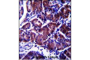 anti-Lysophospholipase Protein 1 (LYPL1) (AA 88-117) antibody