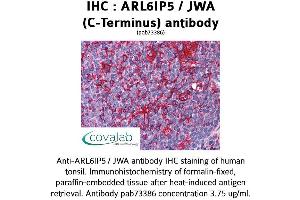 Image no. 2 for anti-ADP-Ribosylation-Like Factor 6 Interacting Protein 5 (Arl6ip5) (C-Term) antibody (ABIN1731951) (ARL6IP5 anticorps  (C-Term))