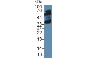Western blot analysis of Rat Liver lysate, using Rabbit Anti-Human ALT Antibody (2 µg/ml) and HRP-conjugated Goat Anti-Rabbit antibody (abx400043, 0. (ALT anticorps  (AA 147-263))