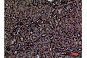 Immunohistochemistry (IHC) analysis of paraffin-embedded Mouse Kidney, antibody was diluted at 1:100. (CDCP1 anticorps  (Internal Region))