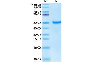 Biotinylated Human DKK1 C terminal Domain on Tris-Bis PAGE under reduced condition.