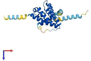 AlphaFold protein structure predicition of Mouse Recombinant Bok Protein, UniprotID O35425
