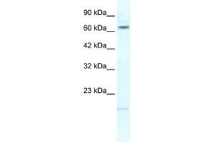 KCNH6 antibody used at 1. (KCNH6 anticorps)