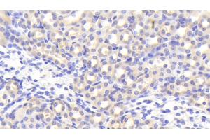 Detection of EGFL7 in Mouse Kidney Tissue using Polyclonal Antibody to EGF Like Domain Protein, Multiple 7 (EGFL7)