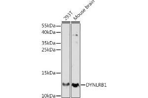 Western blot analysis of extracts of various cell lines, using DYNLRB1 antibody (ABIN7266866) at 1:770 dilution. (DYNLRB1 anticorps  (AA 1-63))