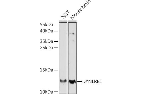 DYNLRB1 antibody  (AA 1-63)