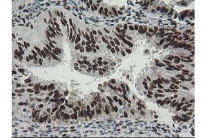 Image no. 19 for anti-Transducin-Like Enhancer of Split 1 (E(sp1) Homolog, Drosophila) (TLE1) (AA 180-460) antibody (ABIN1491050)