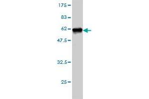 Western Blot detection against Immunogen (53.