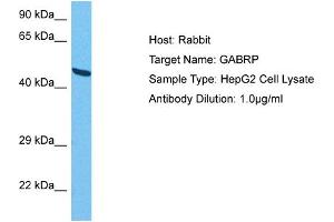 Host:  Rabbit  Target Name:  GABRP  Sample Tissue:  Human HepG2 Whole Cell  Antibody Dilution:  1ug/ml (GABRP anticorps  (N-Term))