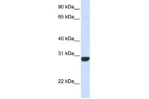 PNPO antibody used at 1 ug/ml to detect target protein. (PNPO anticorps  (N-Term))