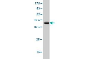 Western Blot detection against Immunogen (36.