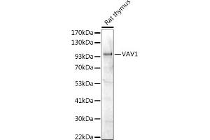 Western blot analysis of extracts of Rat thymus, using V antibody (ABIN7271302) at 1:1000 dilution. (VAV1 anticorps  (AA 100-200))