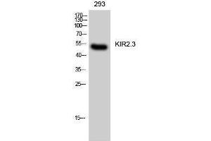 Western Blotting (WB) image for anti-Potassium Inwardly-Rectifying Channel, Subfamily J, Member 4 (KCNJ4) (Internal Region) antibody (ABIN3175768) (KCNJ4 anticorps  (Internal Region))