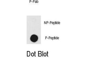 Dot blot analysis of PRKDC (phospho T2609) polyclonal antibody  on nitrocellulose membrane. (PRKDC anticorps  (pThr2609))