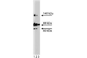 Western blot analysis of Mena on a SW13 cell lysate (Human adrenal gland carcinoma, ATCC CCL-105). (ENAH anticorps  (AA 415-541))