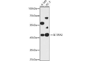 Western blot analysis of extracts of various cell lines, using IL13R antibody (ABIN7267987) at 1:1000 dilution. (IL13RA2 anticorps)