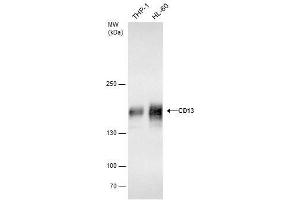 WB Image CD13 antibody detects CD13 protein by western blot analysis. (CD13 anticorps)