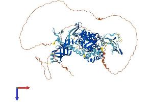 AlphaFold protein structure predicition of Human Recombinant WWP1 Protein, UniprotID Q9H0M0