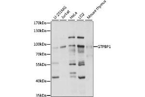 Western blot analysis of extracts of various cell lines, using GTPBP1 antibody (ABIN7267522) at 1:1000 dilution. (GTPBP1 anticorps  (AA 10-280))