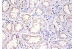 Immunohistochemistry of paraffin-embedded human kidney tissue using ABIN7155387 at dilution of 1:100 (H2AFX anticorps  (AA 12-141))