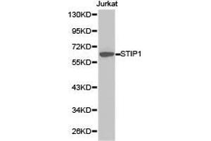 Western Blotting (WB) image for anti-Stress-Induced-phosphoprotein 1 (STIP1) antibody (ABIN1874977) (STIP1 anticorps)