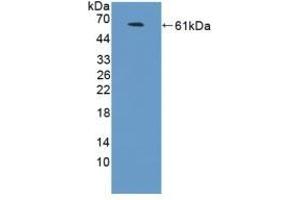 Detection of Recombinant NCAM2, Human using Polyclonal Antibody to Neural Cell Adhesion Molecule 2 (NCAM2) (NCAM2 anticorps  (AA 21-297))