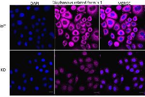 Immunocytochemical staining of HeLa cells using Diaphanous related formin 1 antibody (ABIN7798330), 1:1,000), Top panel: wild-type (WT), Bottom panal: Diaphanous related formin 1 shRNA knockdown (KD). (Recombinant DIAPH1 anticorps)