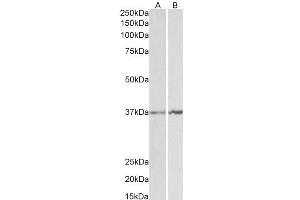 ABIN335114 (1µg/ml) staining of K562 (A) and NIH3T3 (B) lysates (35µg protein in RIPA buffer).